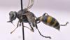 Gorytes laticinctus